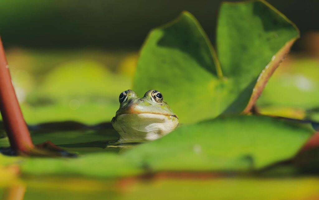 Image of a frog in a pond.